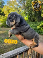 OHIO, a male English Bulldog for sale in Argyle, TX – 1 of 9