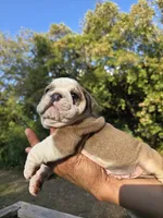 PUMPKIN, a male English Bulldog for sale in Argyle, TX – 2 of 9
