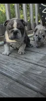 DENVER, a male English Bulldog for sale in Argyle, TX – 7 of 10