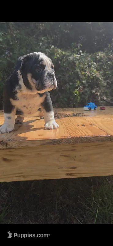 BEAN – English Bulldog puppy for sale in Argyle, TX