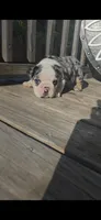 MUFFIN, a male English Bulldog for sale in Argyle, TX – 6 of 9