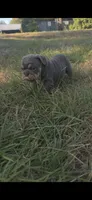 BUTTER, a male English Bulldog for sale in Argyle, TX – 8 of 9