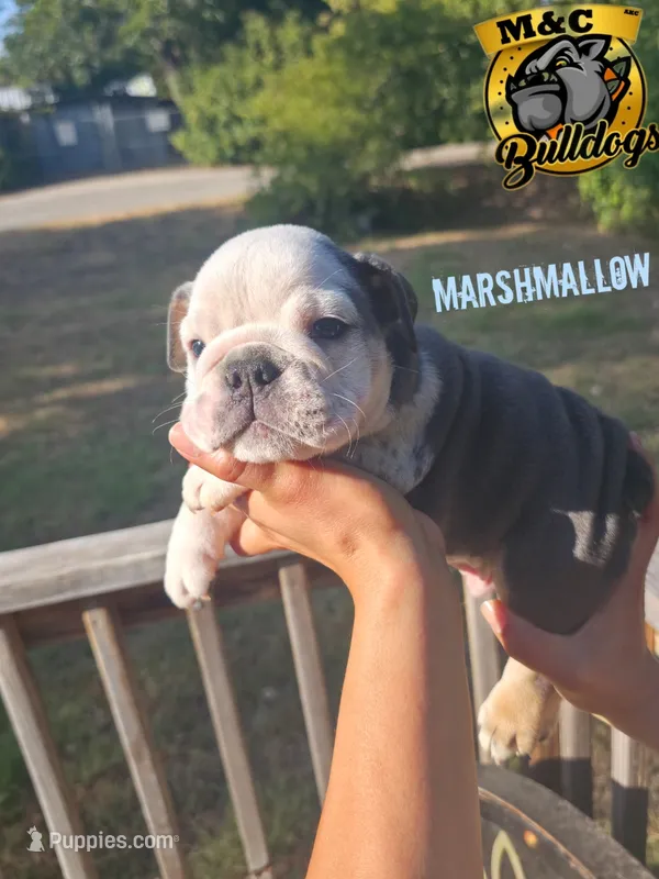 marshmallow – English Bulldog puppy for sale in Argyle, TX