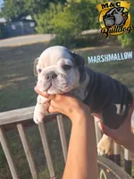 marshmallow, a male English Bulldog for sale in Argyle, TX – 1 of 8