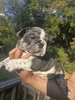 DENVER, a male English Bulldog for sale in Argyle, TX – 4 of 10