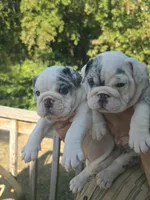 Alaska, a female English Bulldog for sale in Argyle, TX – 7 of 8