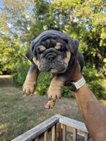 OHIO, a male English Bulldog for sale in Argyle, TX – 4 of 9