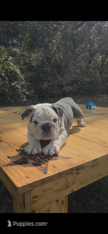 marshmallow – English Bulldog puppy for sale in Argyle, TX