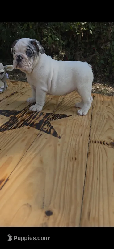 Alaska – English Bulldog puppy for sale in Argyle, TX