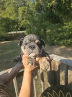 Dakota, a female English Bulldog for sale in Argyle, TX – 2 of 4