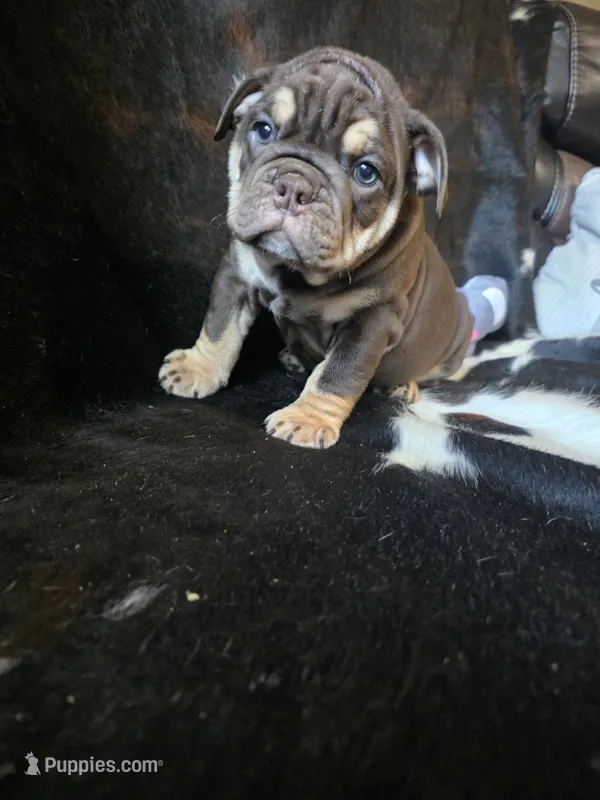 CHOCOLATE – English Bulldog puppy for sale in Argyle, TX