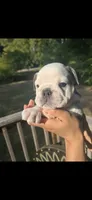 marshmallow, a male English Bulldog for sale in Argyle, TX – 4 of 8