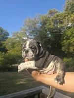 DENVER, a male English Bulldog for sale in Argyle, TX – 2 of 10