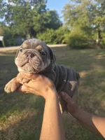 BUTTER, a male English Bulldog for sale in Argyle, TX – 4 of 9