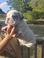Alaska, a female English Bulldog for sale in Argyle, TX – 3 of 8