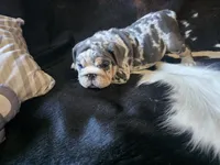 KANSAS, a male English Bulldog for sale in Argyle, TX – 5 of 10