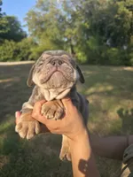 BUTTER, a male English Bulldog for sale in Argyle, TX – 2 of 9