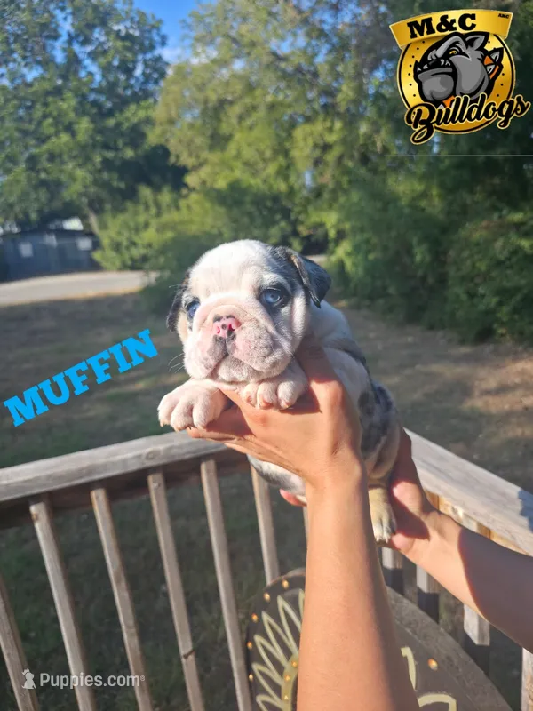 MUFFIN – English Bulldog puppy for sale in Argyle, TX
