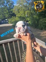 MUFFIN, a male English Bulldog for sale in Argyle, TX – 1 of 9