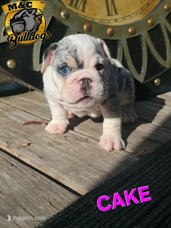 Cake – English Bulldog puppy for sale in Argyle, TX