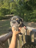 Dakota, a female English Bulldog for sale in Argyle, TX – 3 of 4