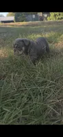 BUTTER, a male English Bulldog for sale in Argyle, TX – 6 of 9