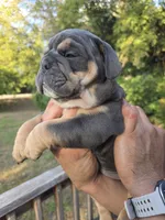 OHIO, a male English Bulldog for sale in Argyle, TX – 2 of 9