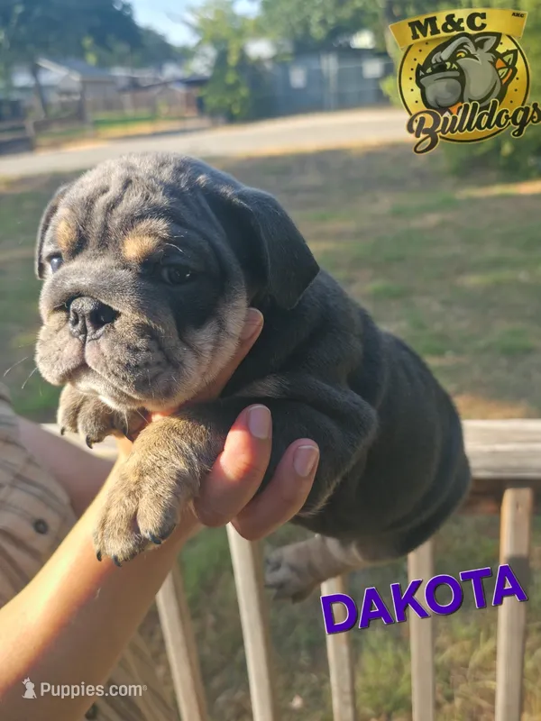 Dakota – English Bulldog puppy for sale in Argyle, TX