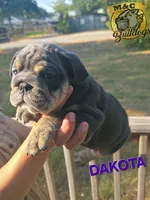 Dakota, a female English Bulldog for sale in Argyle, TX – 1 of 4