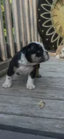 BEAN, a male English Bulldog for sale in Argyle, TX – 7 of 9