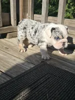 Cake, a female English Bulldog for sale in Argyle, TX – 6 of 10