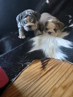 KANSAS, a male English Bulldog for sale in Argyle, TX – 10 of 10