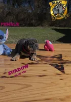 Shadow, a female English Bulldog for sale in Argyle, TX – Photo 1 of 7