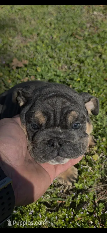 Shadow – English Bulldog puppy for sale in Argyle, TX