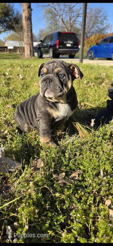 Shadow – English Bulldog puppy for sale in Argyle, TX