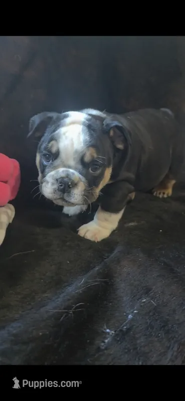 BEAN – English Bulldog puppy for sale in Argyle, TX