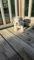 KANSAS, a male English Bulldog for sale in Argyle, TX – 2 of 10