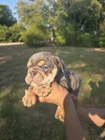 BUTTER, a male English Bulldog for sale in Argyle, TX – 3 of 9