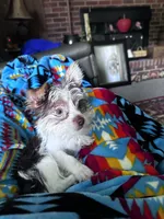 Koda, a male Yorkshire Terrier for sale in Salisbury, NC – 3 of 7