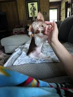 Koda, a male Yorkshire Terrier for sale in Salisbury, NC – 4 of 7