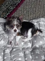Koda, a male Yorkshire Terrier for sale in Salisbury, NC – 2 of 7