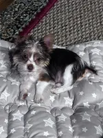 Koda, a male Yorkshire Terrier for sale in Salisbury, NC – 7 of 7
