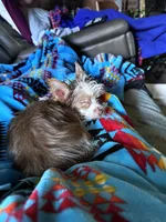 Koda, a male Yorkshire Terrier for sale in Salisbury, NC – 5 of 7
