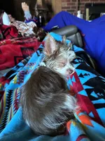 Koda, a male Yorkshire Terrier for sale in Salisbury, NC – 1 of 7