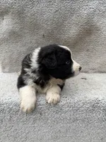 processed/f740ecb1-568c-4a23-8af2-8bd0ddc03c35/listing/067c1d26-df4b-406a-a316-676f7fbb3ef7/303e9ddc-5bed-4d16-8366-1ad86334bb02