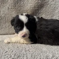 Finn, a male Border Collie for sale in Litchfield, IL – Photo 1 of 4