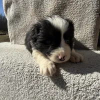 Finn, a male Border Collie for sale in Litchfield, IL – Photo 2 of 4