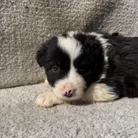 Finn, a male Border Collie for sale in Litchfield, IL – Photo 4 of 4