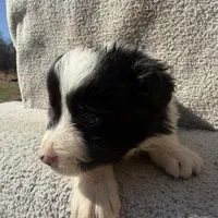 Finn, a male Border Collie for sale in Litchfield, IL – Photo 3 of 4