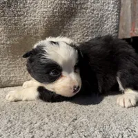 Stella, a female Border Collie for sale in Litchfield, IL – Photo 1 of 4